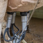 Слот Bigger Barn House Bonanza - анатомия совершенства игрового процесса