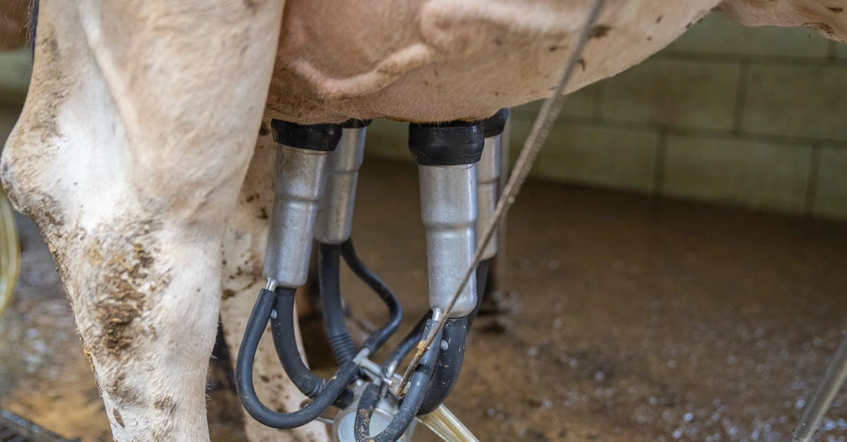 Слот Bigger Barn House Bonanza - анатомия совершенства игрового процесса