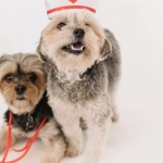 Sweet Bonanza 1000 игровой автомат с математической точностью