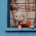 Технический анализ игрового автомата Dog House Megaways