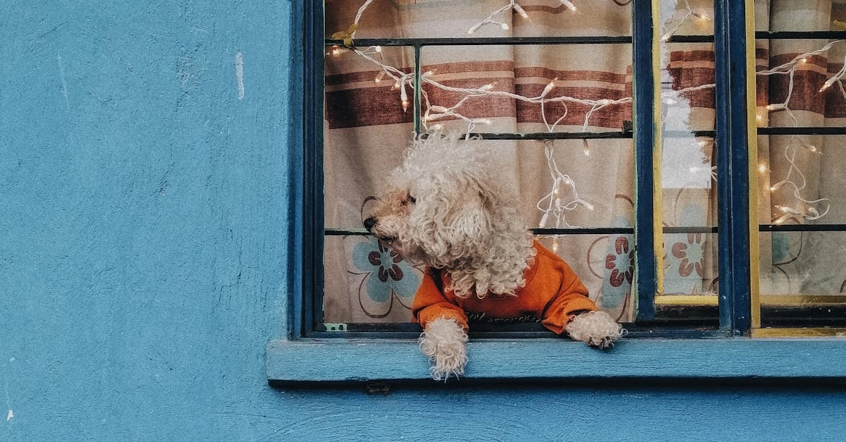 Технический анализ игрового автомата Dog House Megaways